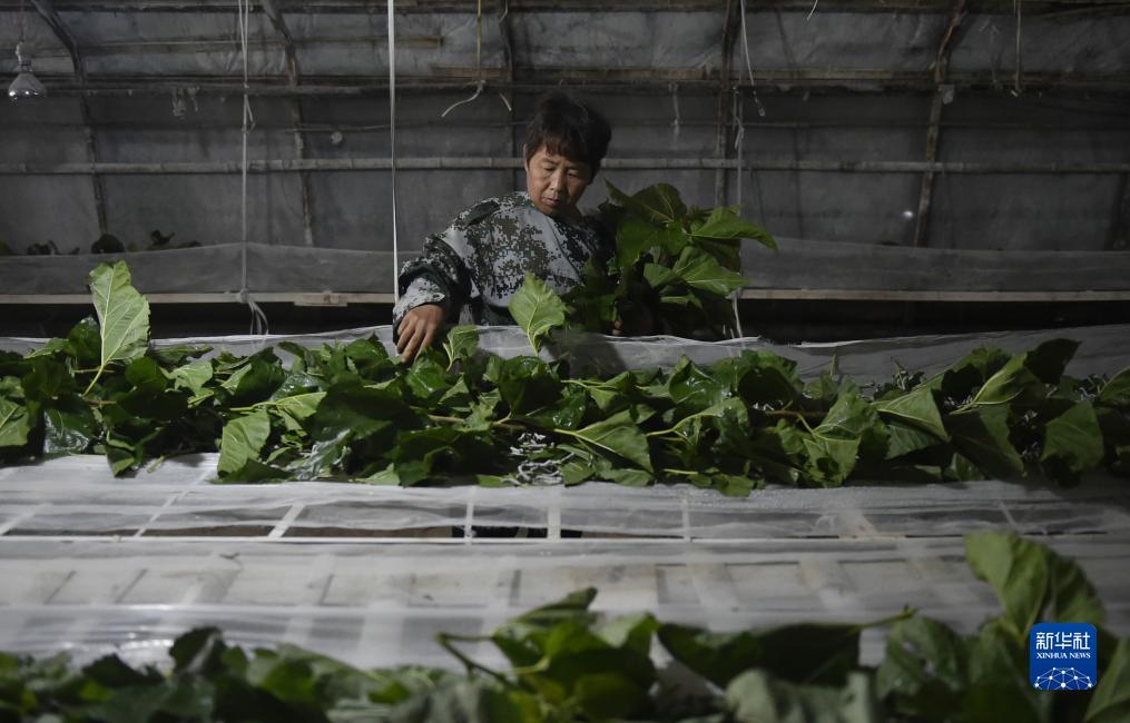 性屋娱乐
